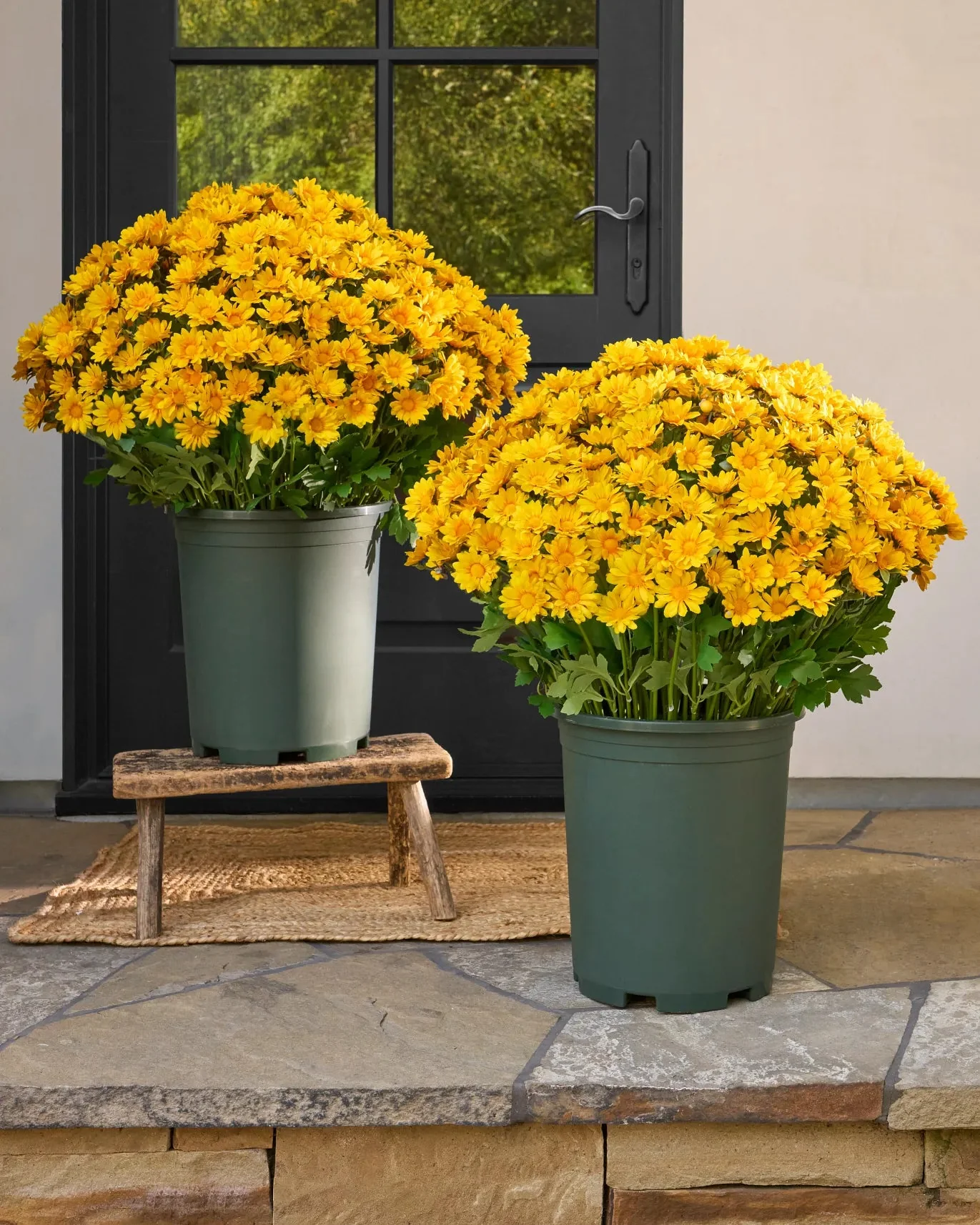 Artificial Outdoor Sunset Mums Flowers - UV resistant, Waterproof, Windproof - Image 16