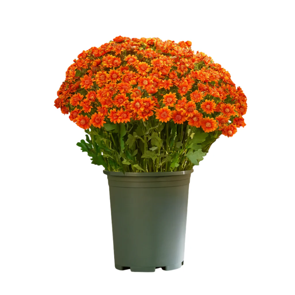 Artificial Outdoor Sunset Mums Flowers - UV resistant, Waterproof, Windproof - Image 9