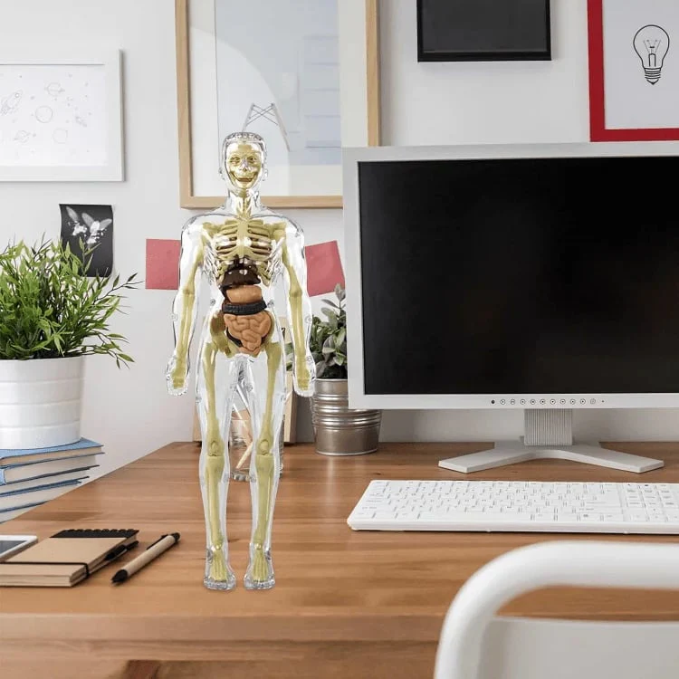 Clear Human Body Structure Model - Image 12