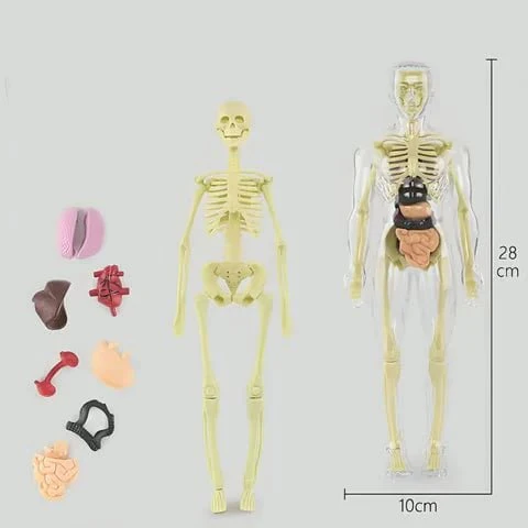 Clear Human Body Structure Model - Image 4
