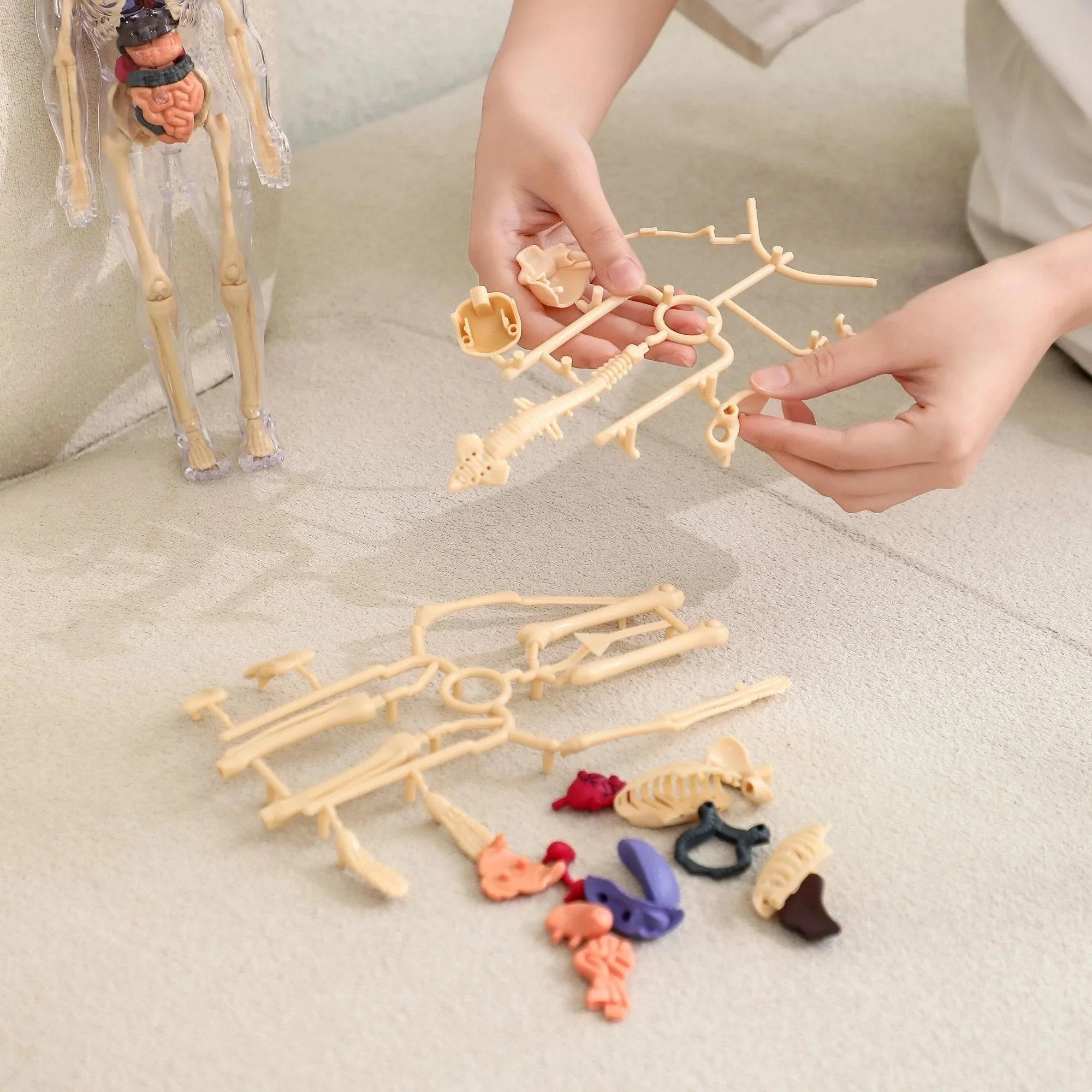 Clear Human Body Structure Model - Image 6