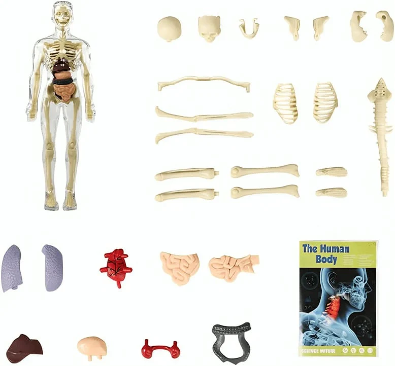 Clear Human Body Structure Model - Image 9