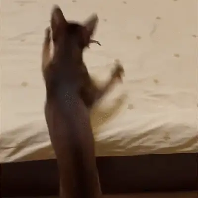 Flying Bird Cat Toy - Image 4