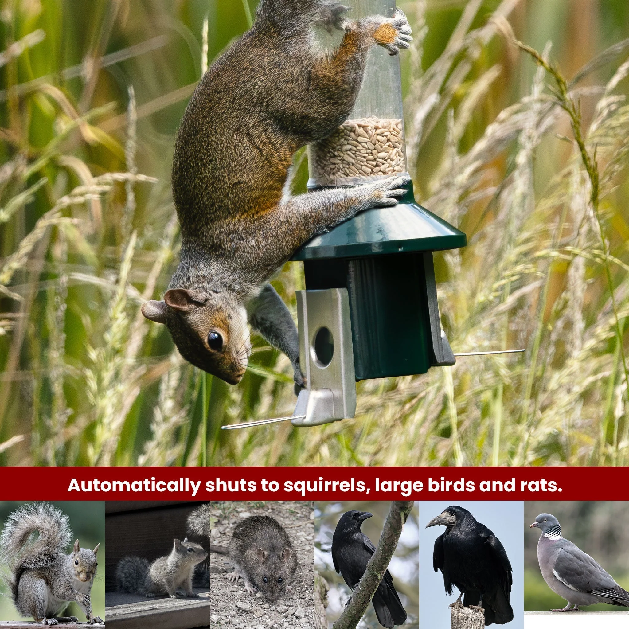 Tiktrove PestOff Squirrel Proof Bird Feeder 2.0 - Image 4